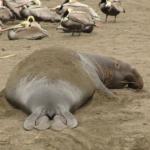 Elephant Seals